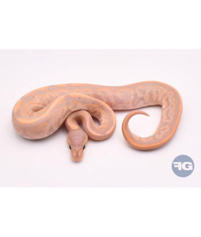 Banana Black Pastel Mâle Python regius