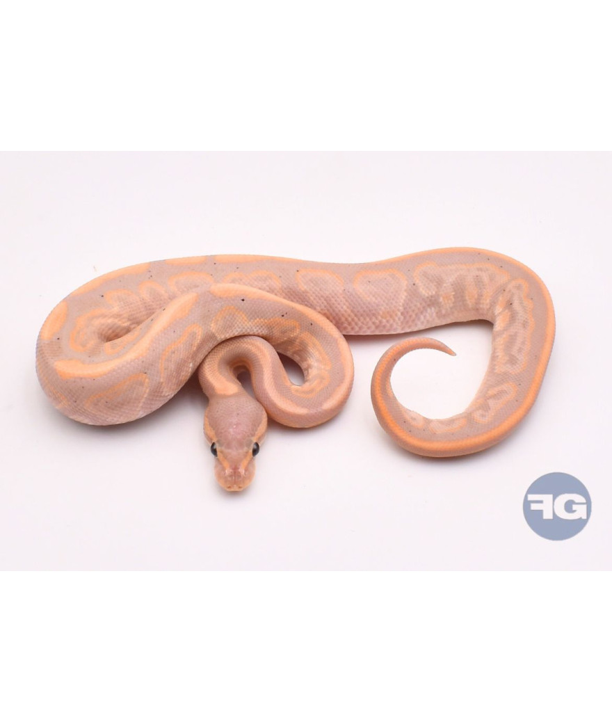 Banana Black Pastel Mâle Python regius