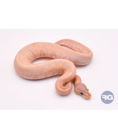 Banana Black Pastel Mâle Python regius