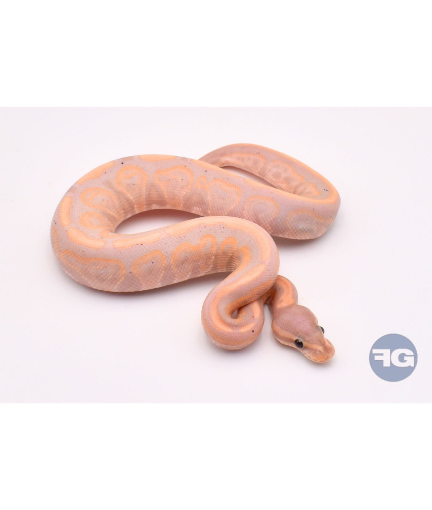 Banana Black Pastel Mâle Python regius