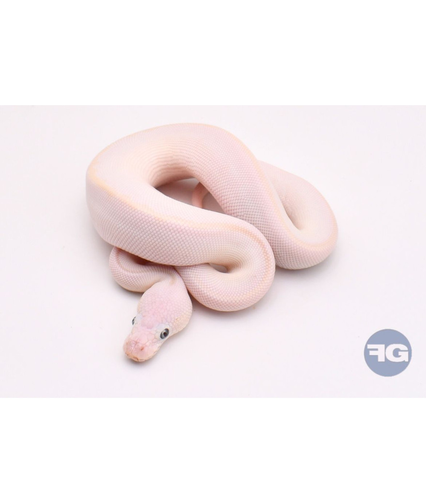 Blue Eyes Leucistic Mâle Python regius