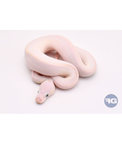 Blue Eyes Leucistic Mâle Python regius