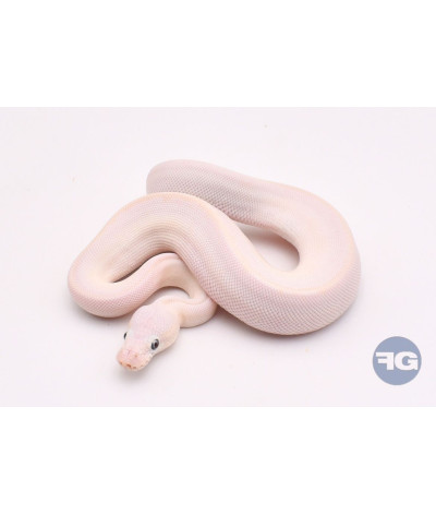 Blue Eyes Leucistic Mâle Python regius