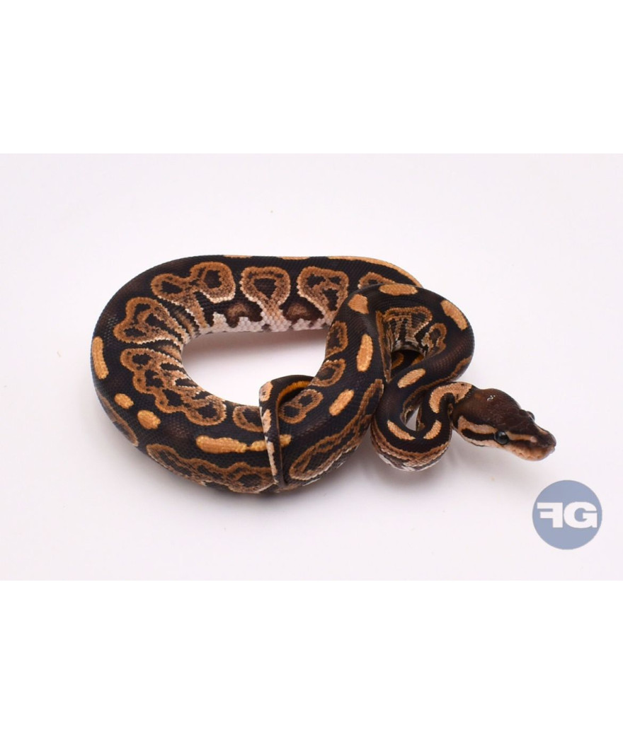 Black Pastel Femelle Python regius