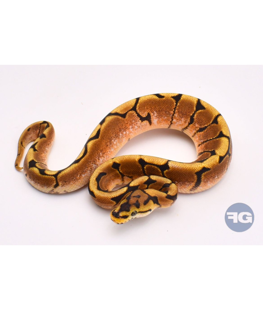 Spider YB Mâle Python regius