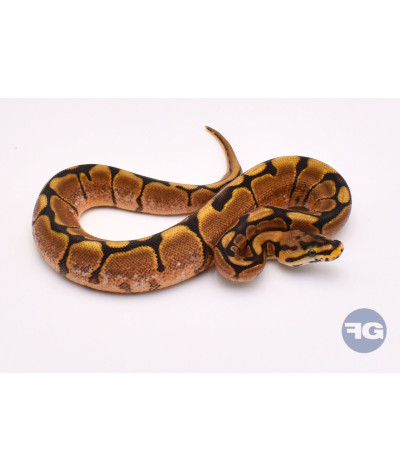 Spider YB Femelle Python regius