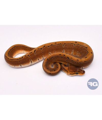 Pinstripe Femelle Python regius