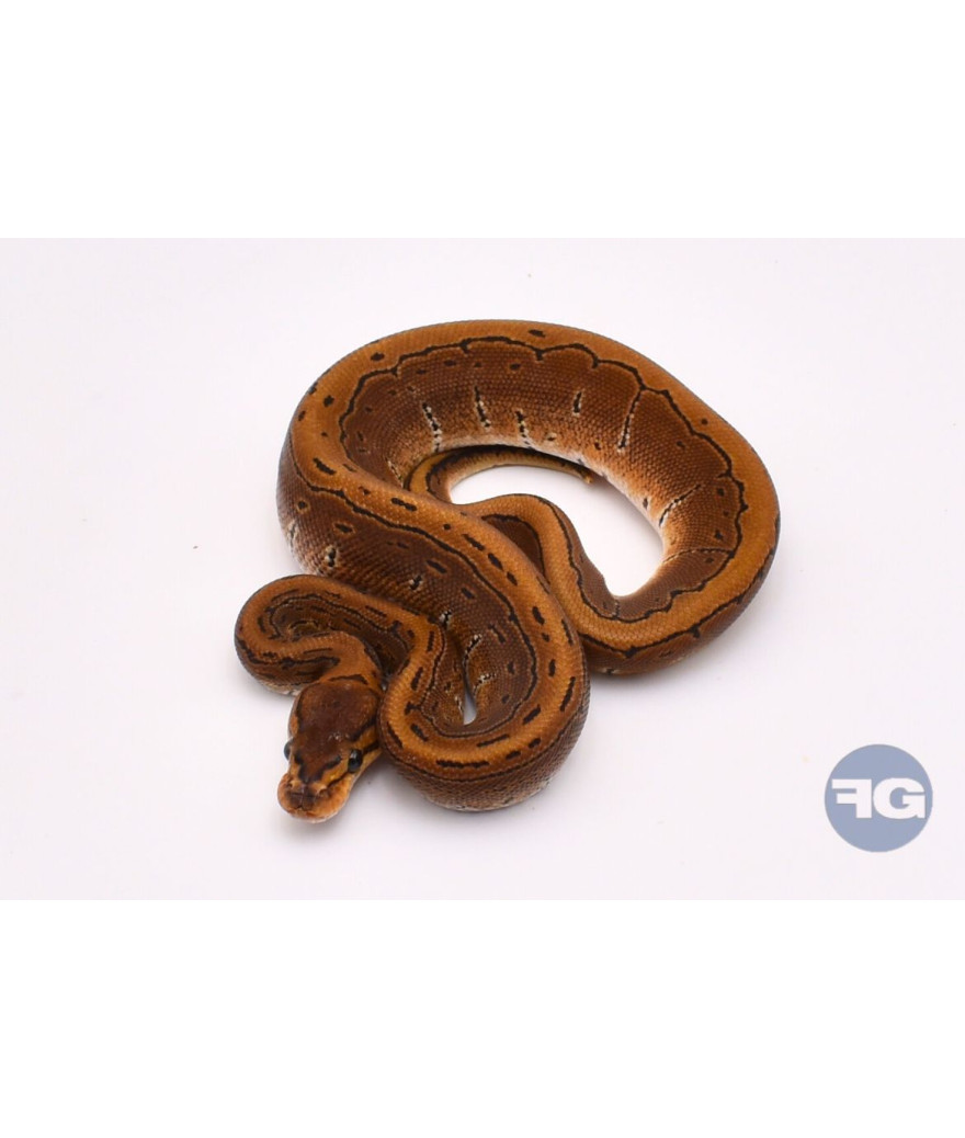 Pinstripe Mâle Python regius