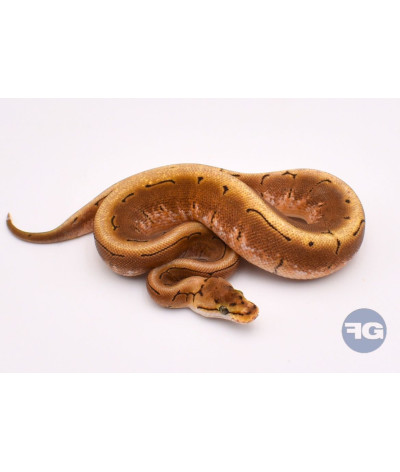 Spinner Femelle Python regius