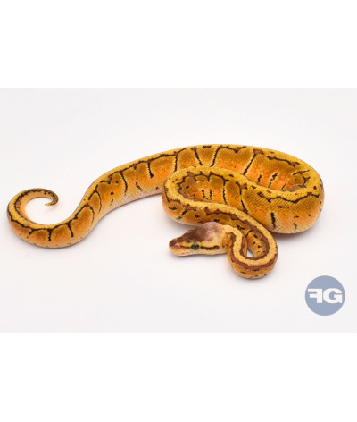 Lemon Blast Femelle Python regius