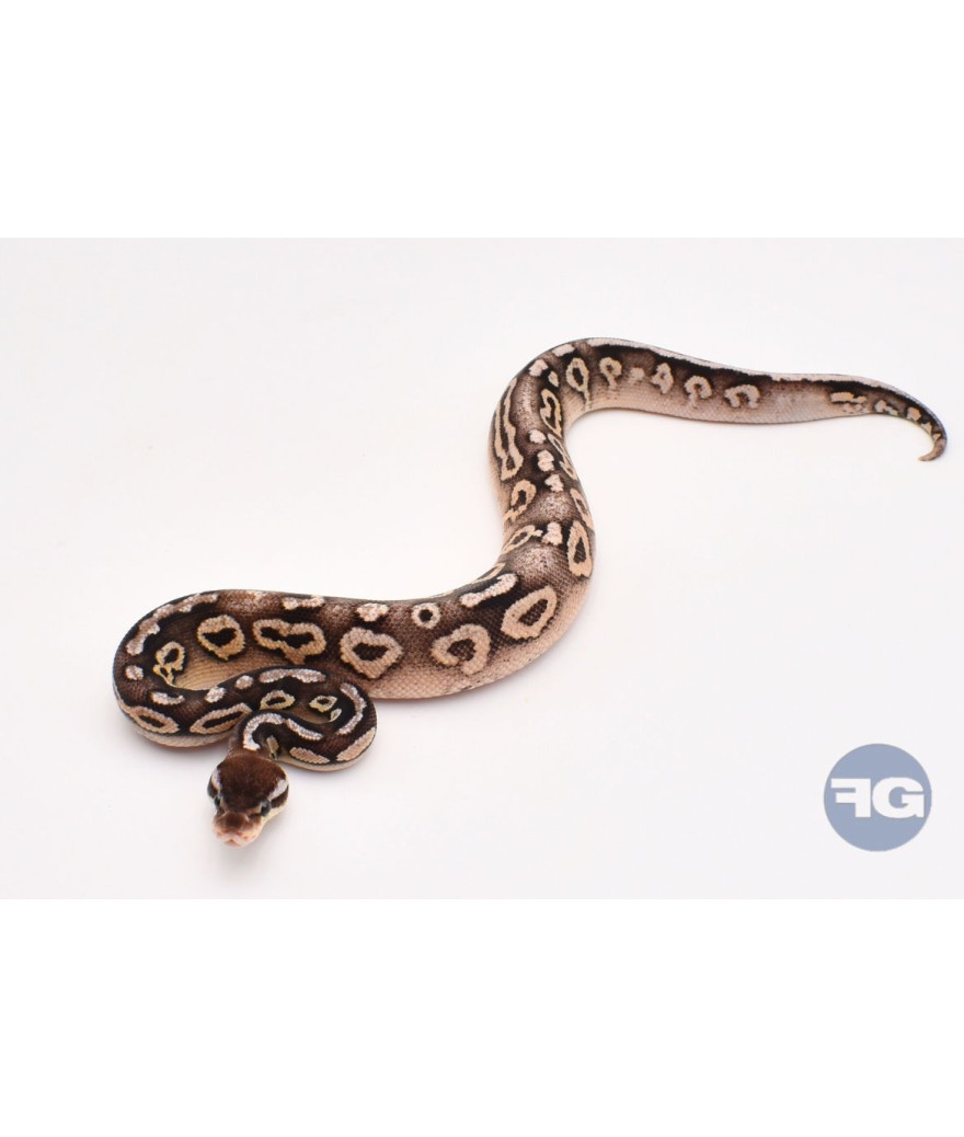 Pewter YB Mâle Python regius