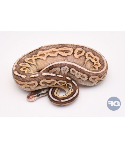 Pewter Specter Femelle Python regius