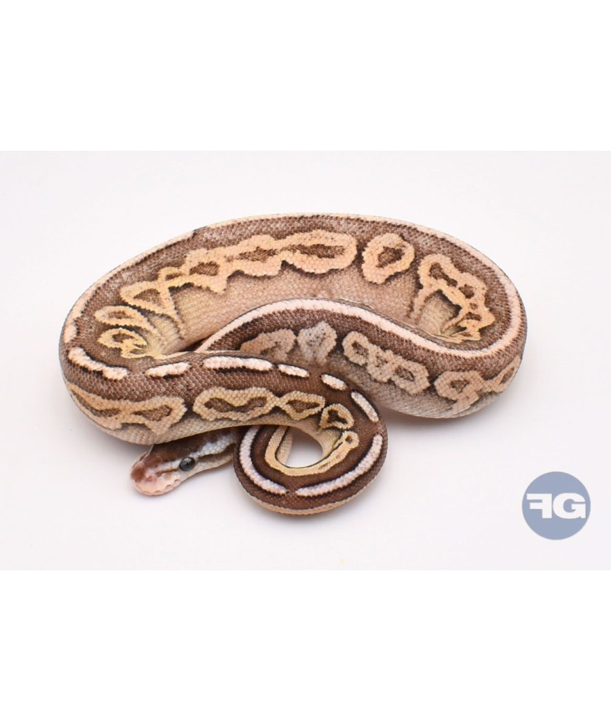 Pewter Specter Femelle Python regius