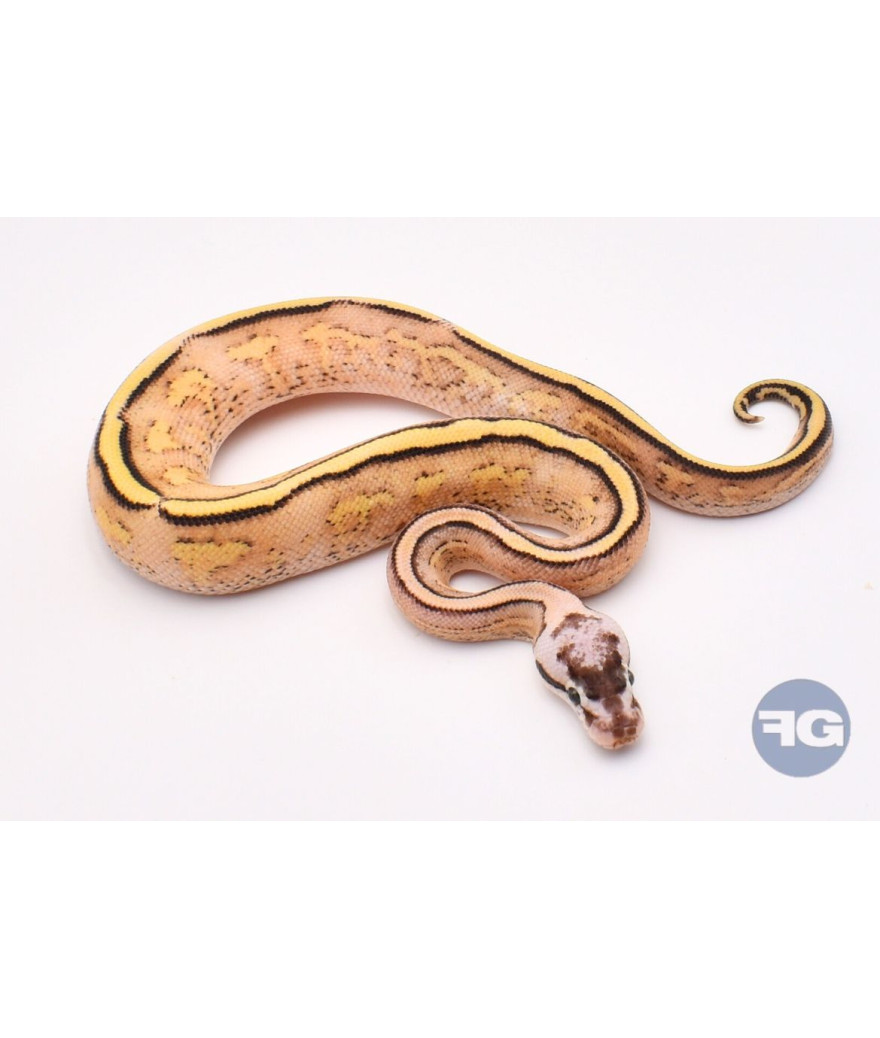 Pastel Super Stripe Mâle Python regius