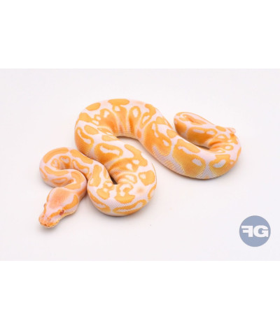 Albinos Femelle Python regius