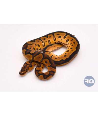 Clown het Piebald Femelle Python regius