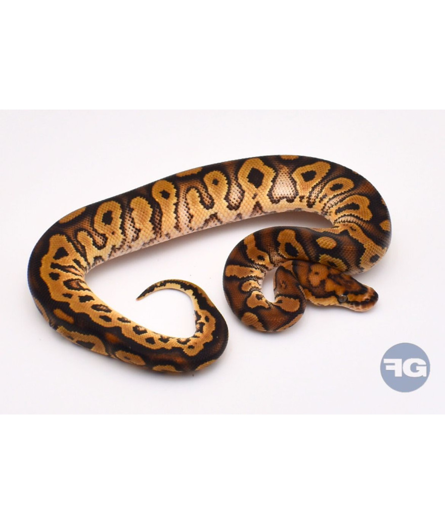 Clown het Piebald Mâle Python regius