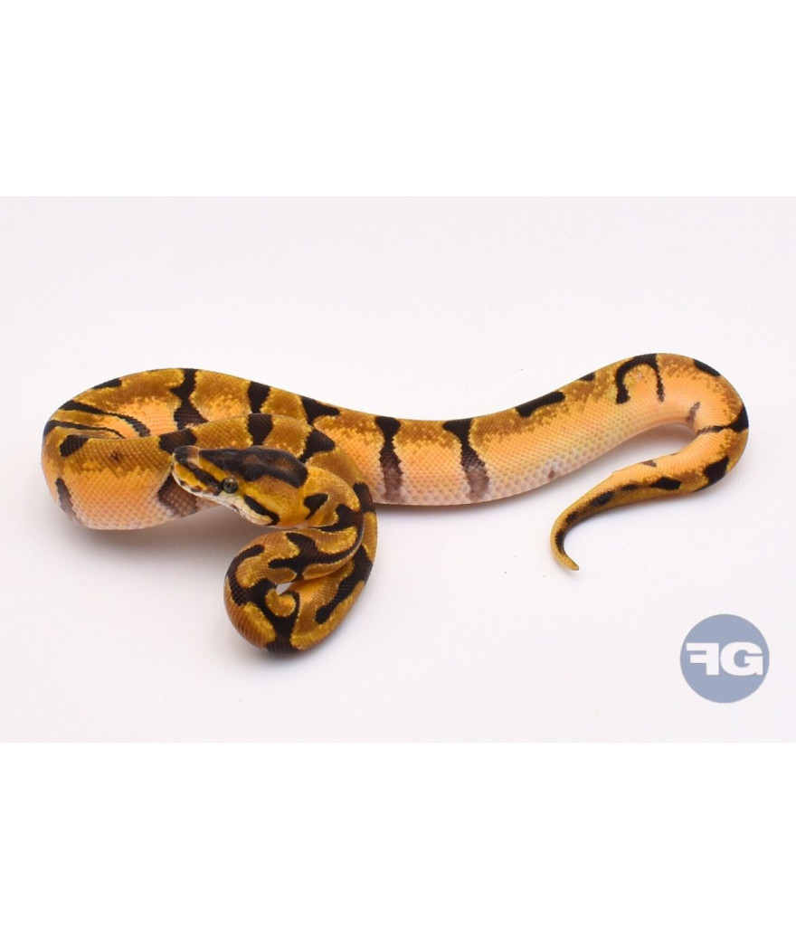 Super Enchi het DG Femelle Python regius