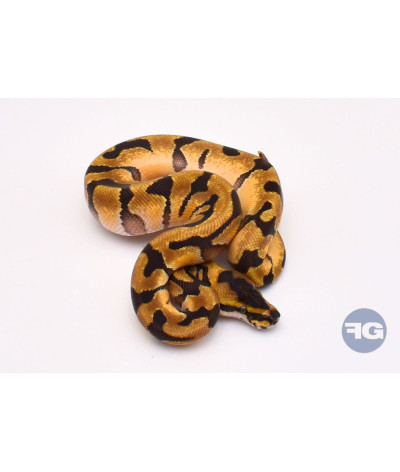 Super Enchi het DG Mâle Python regius