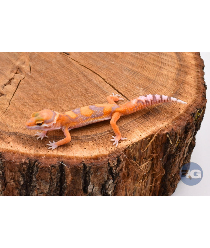 Tangerine Tremper Gecko léopard