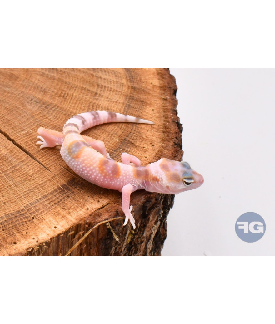 W&Y Mack Snow Gecko léopard