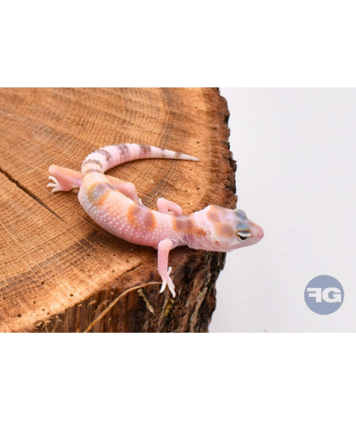 W&Y Mack Snow Gecko léopard