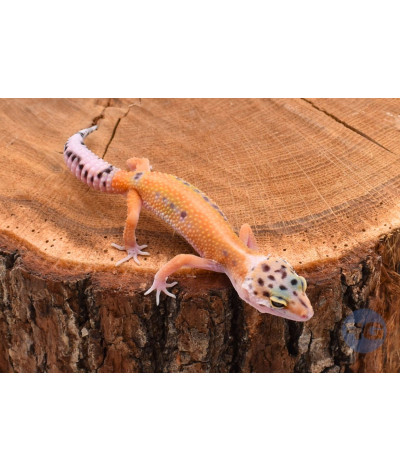 Stripe Gecko léopard