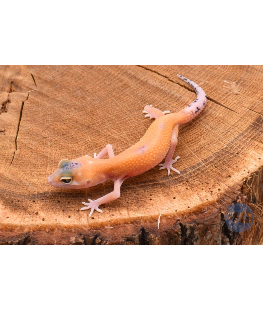 Tangerine Eclipse Gecko léopard