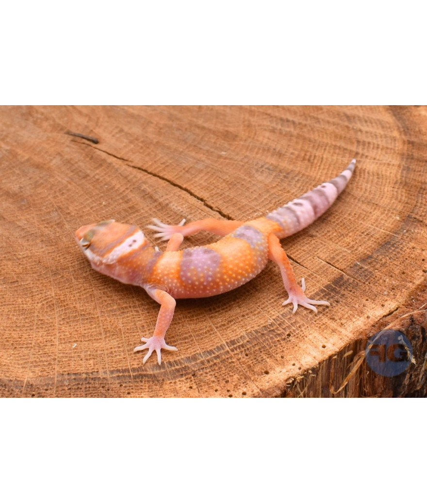 Sunglow Gecko léopard