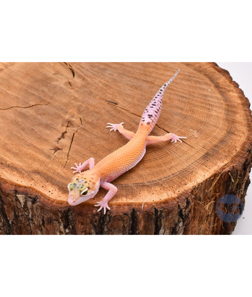 Tangerine Eclipse Femelle Gecko léopard