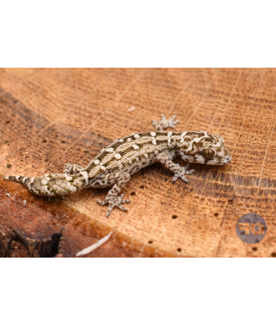 Hemidactylus imbricatus - Gecko vipere - Jeune non sexé