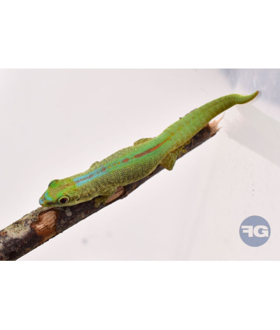 Phelsuma robertmertensi couple adulte