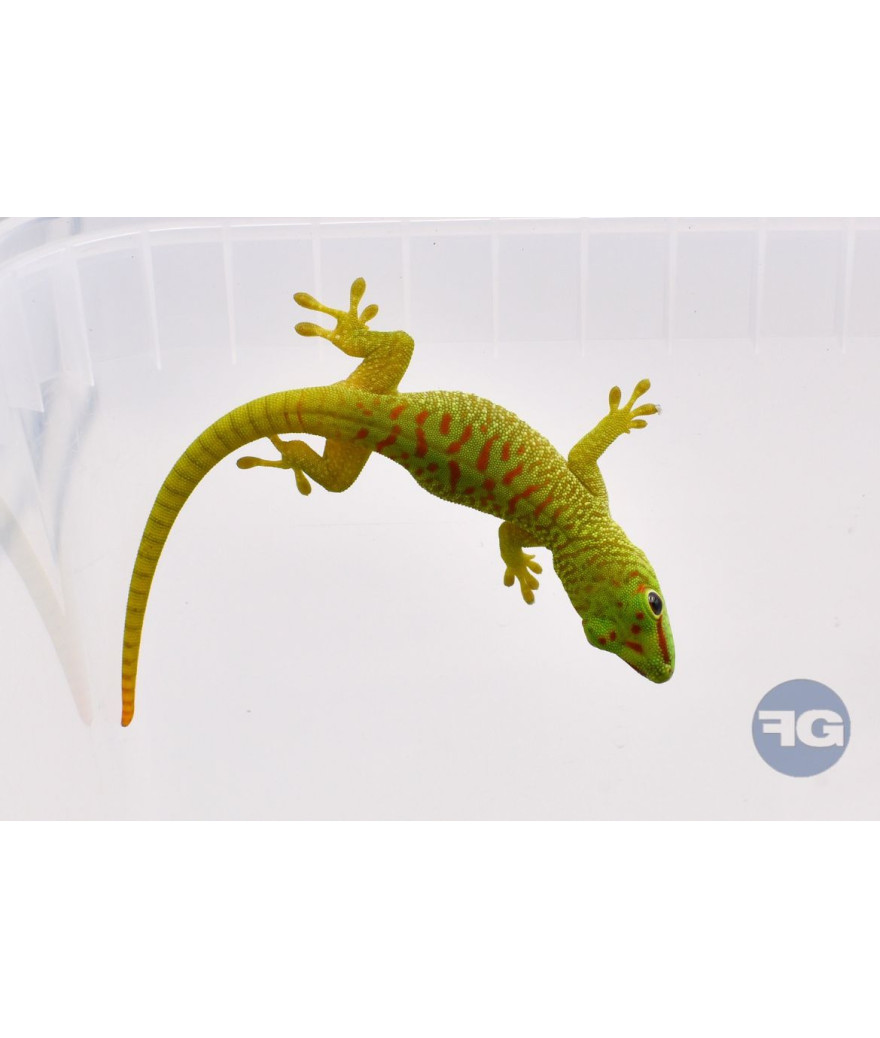 Phelsuma grandis High red - Jeune non sexé