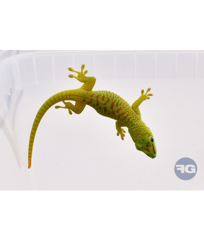 Phelsuma grandis High red - Jeune non sexé