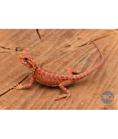 Pogona vitticeps Red Hypo Transluscent juvénile