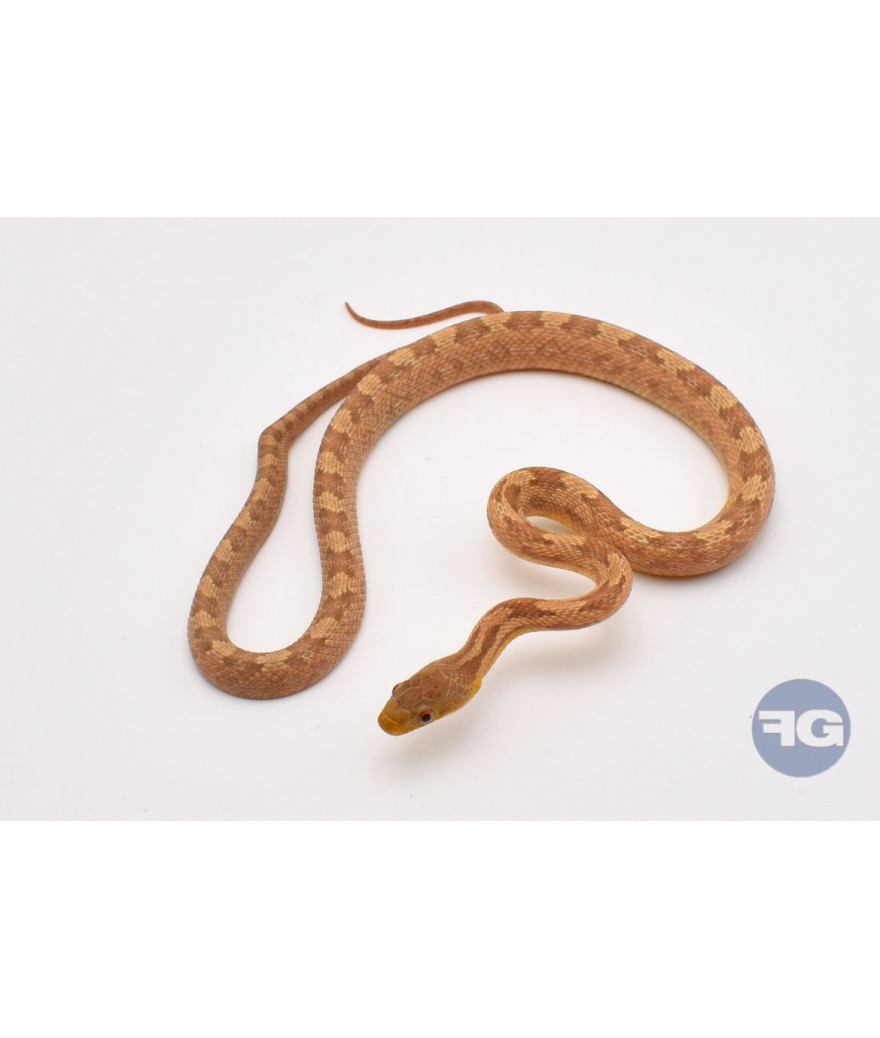 Pantherophis obsoletus quadrivittatus Mâle Défaut