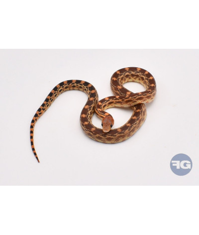 Pituophis vertebralis NC2024