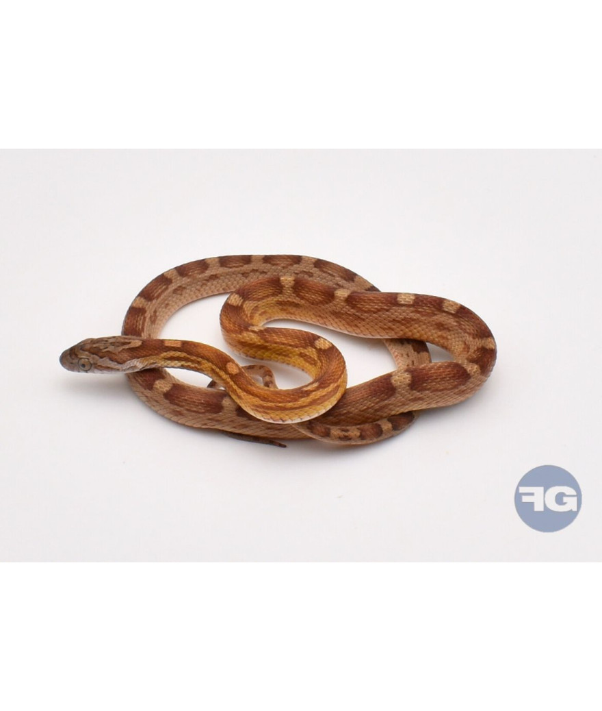 Caramel Motley het Anery Scaleless Mâle Pantherophis guttatus