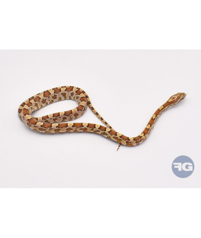 Hypo Buf Mâle Pantherophis guttatus