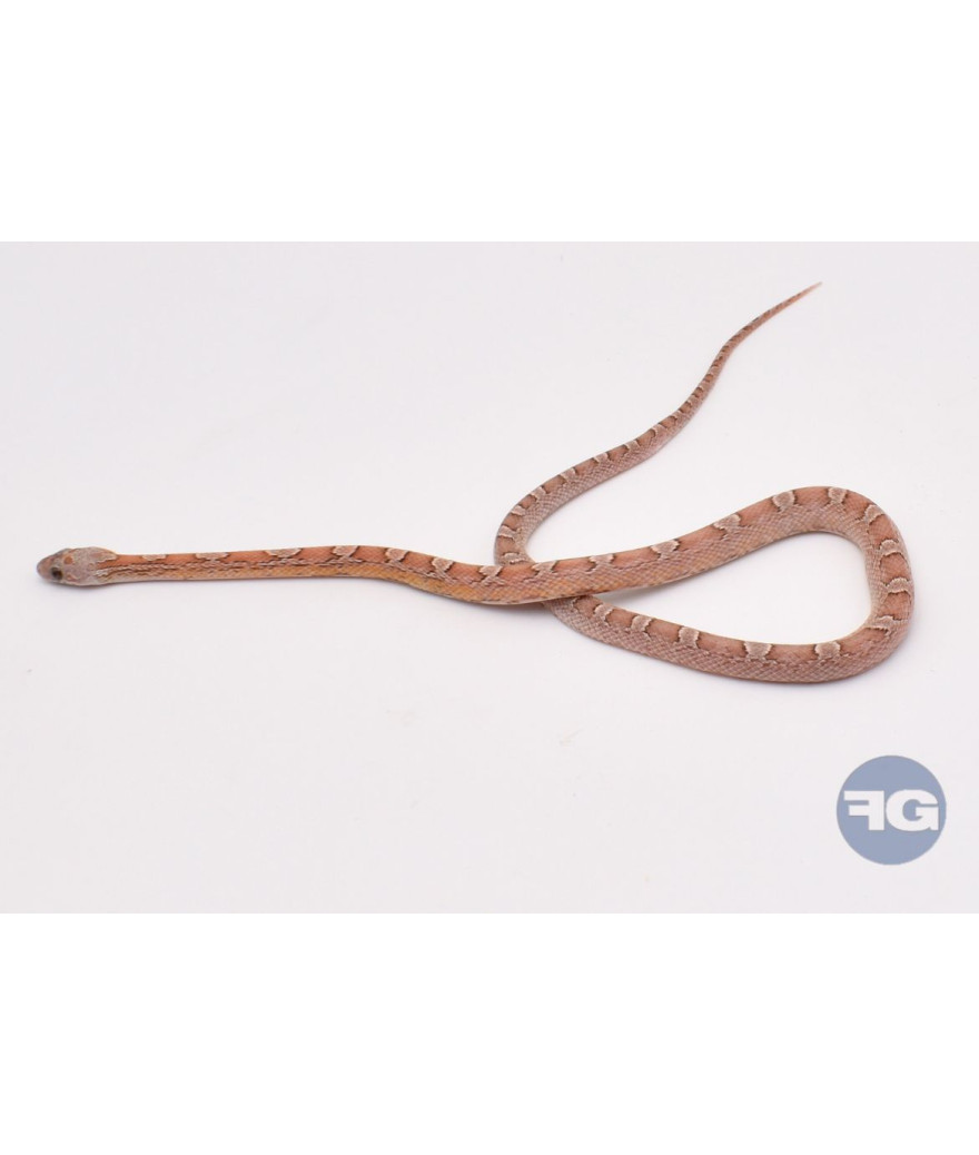 Ghost BloodRed het PiedSide Mâle Pantherophis guttatus