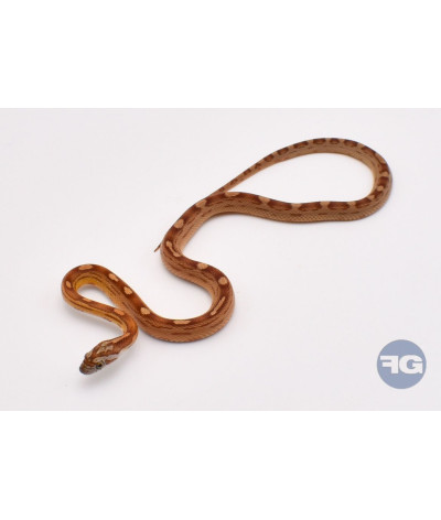 Caramel Motley het Anery Scaleless Mâle Pantherophis guttatus