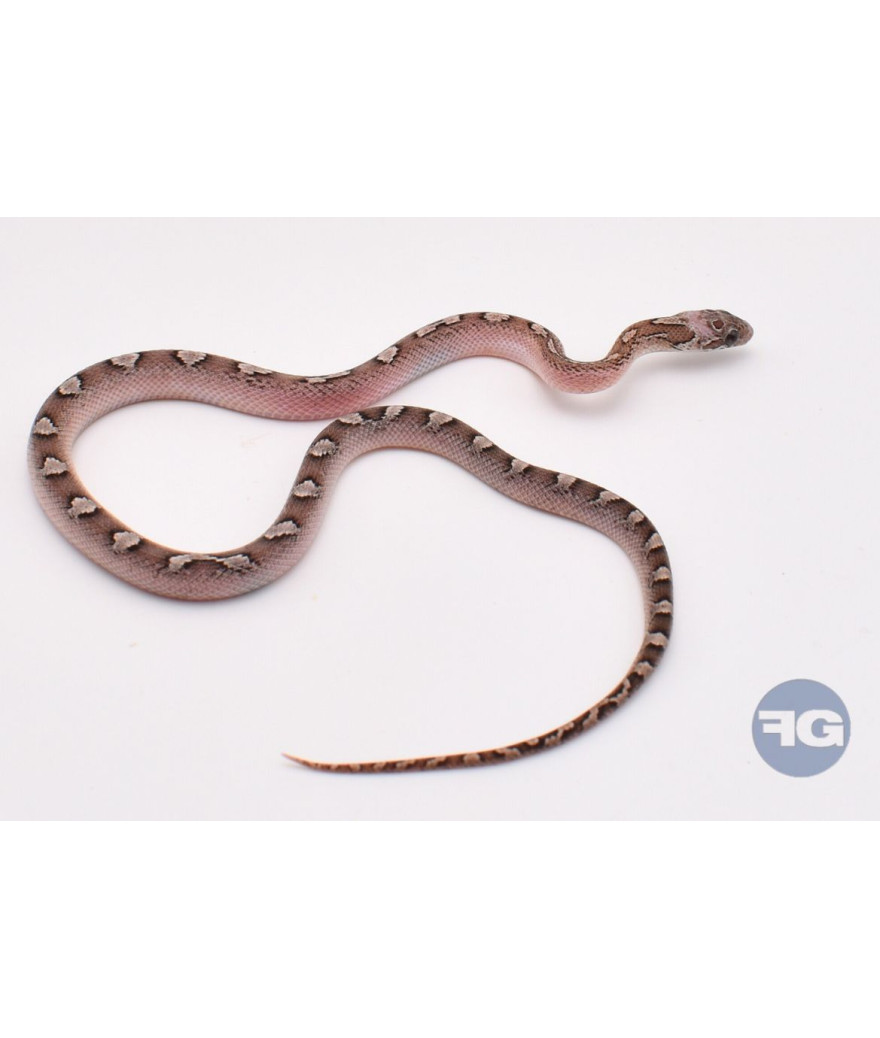 Granite PiedSide Femelle Pantherophis guttatus