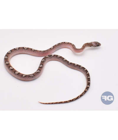 Granite PiedSide Femelle Pantherophis guttatus