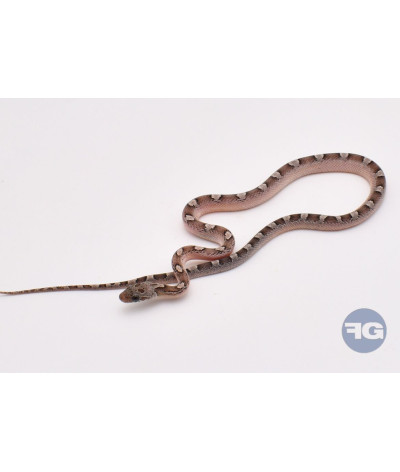 Granite PiedSide High White Femelle Pantherophis guttatus