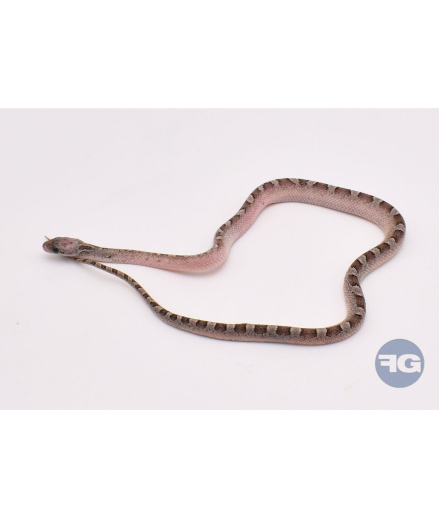 Granite PiedSide Extreme White Mâle Pantherophis guttatus