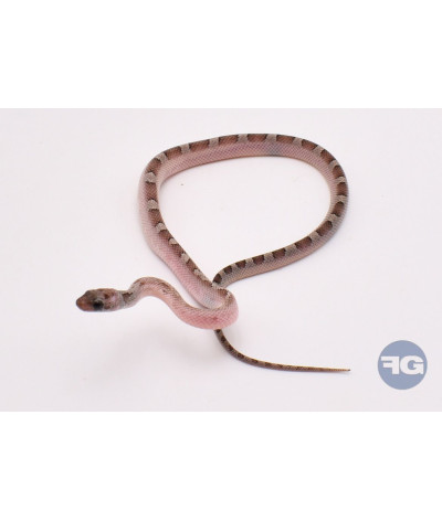 Granite PiedSide Extreme White Mâle Pantherophis guttatus