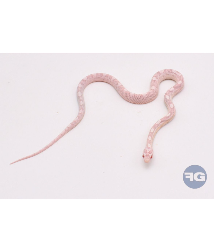 Snow Motley Femelle Pantherophis guttatus