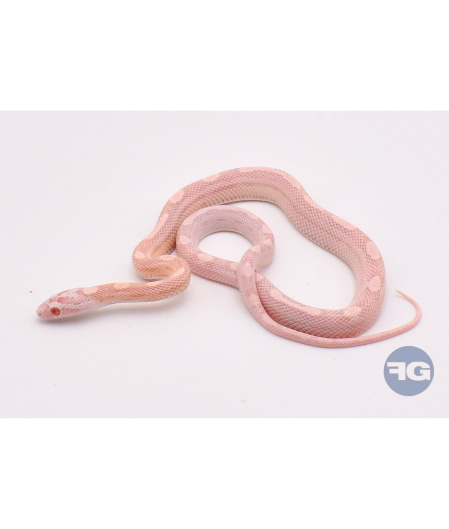 Snow Motley Femelle Pantherophis guttatus