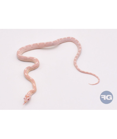 Snow Motley Mâle Pantherophis guttatus