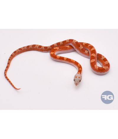 Hypo BloodRed PiedSide High White Mâle Pantherophis guttatus